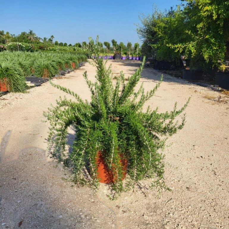 Rosmarinus officinalis prostratus | Green Export Italy - Plants, Trees ...